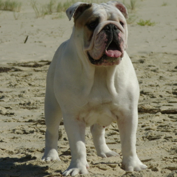 female english bulldog